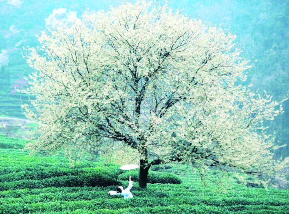 春游嘉州 踏青赏花(图2)