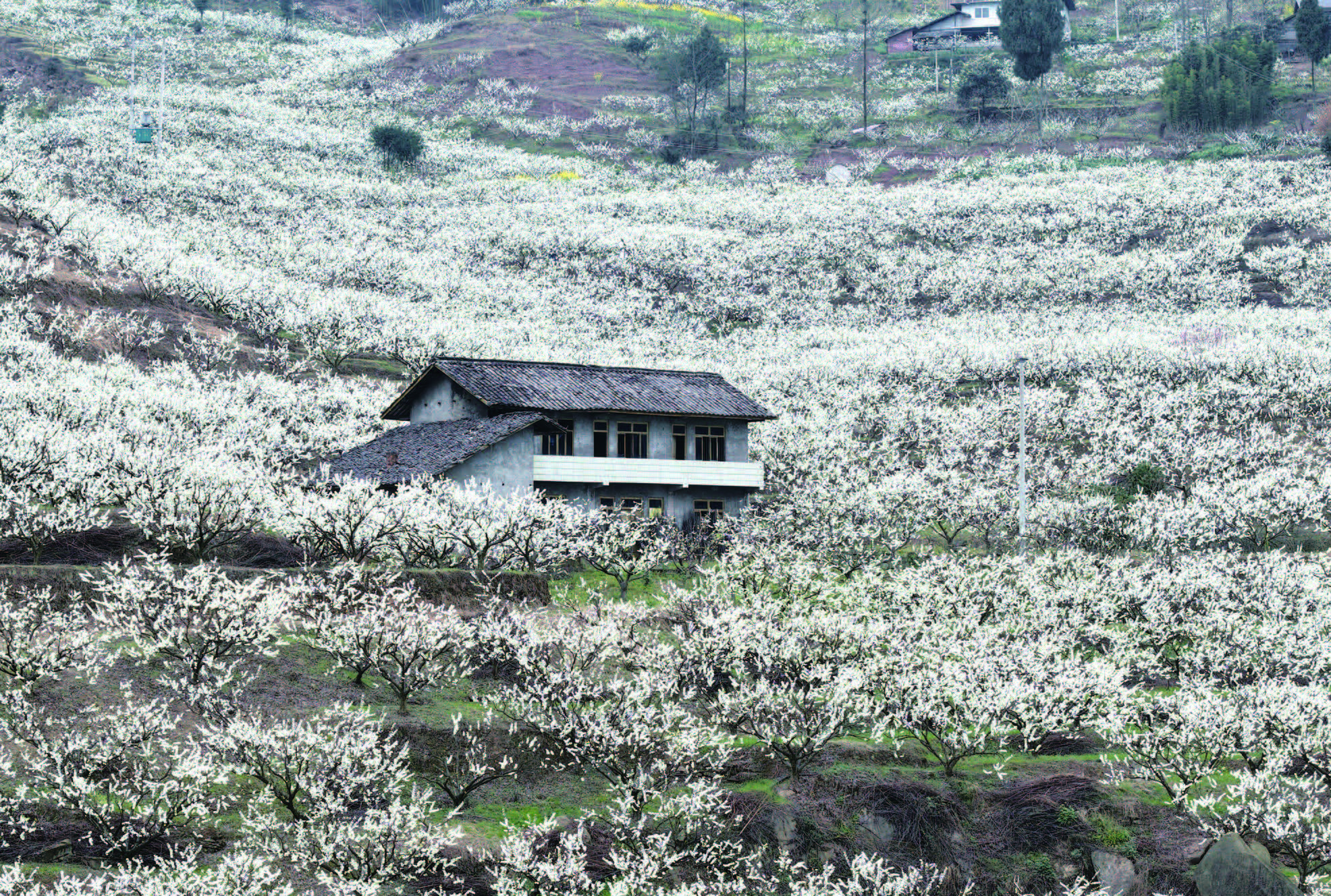 春游嘉州 踏青赏花(图5)