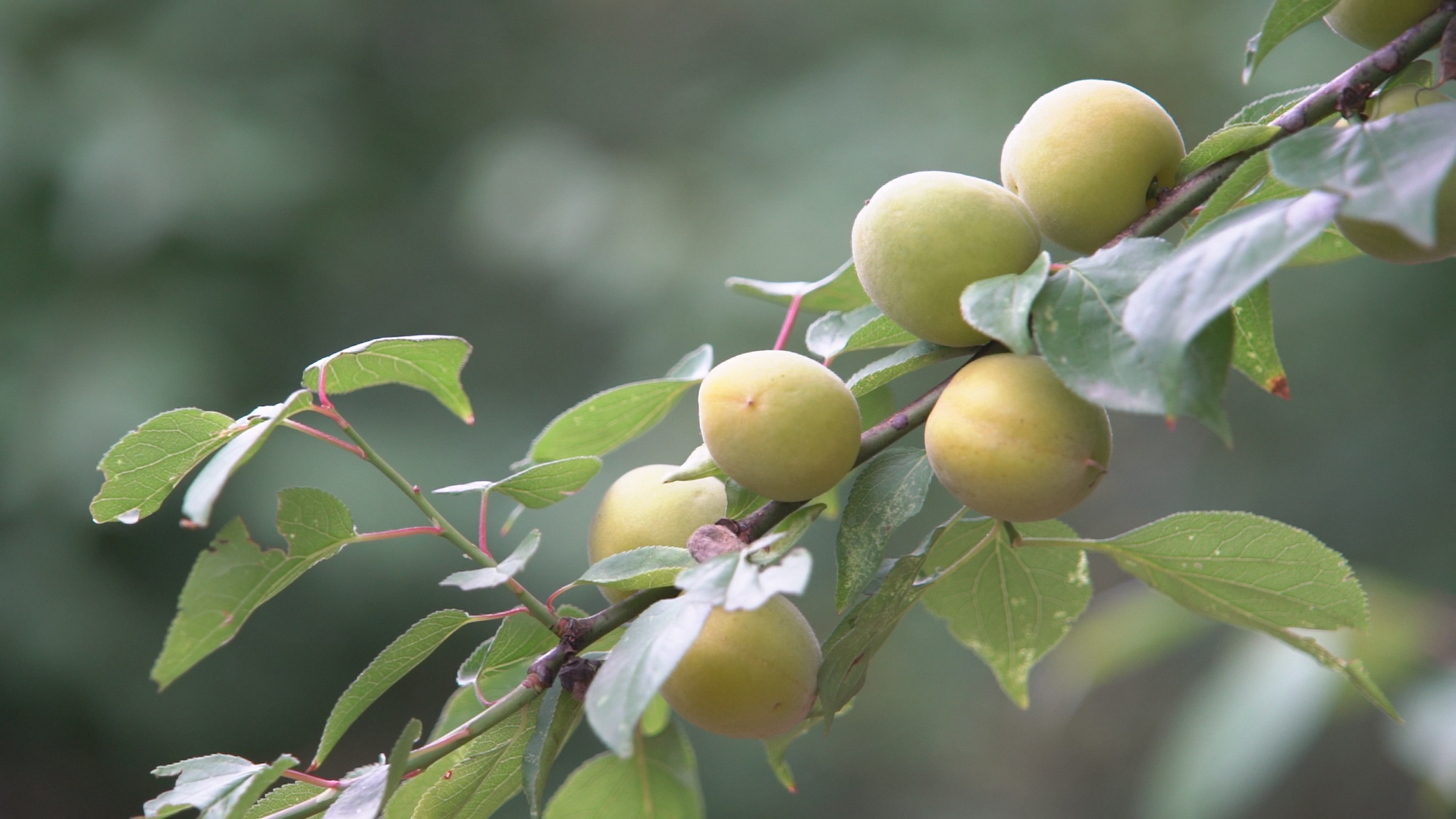平武万亩果梅喜丰收果农喜上梅梢